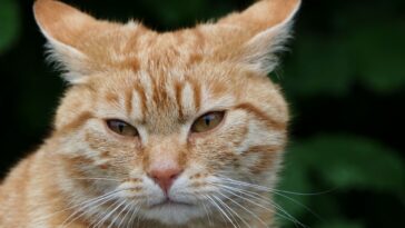 Croutard : le chat inséparable de Ron Weasley dans Harry Potter