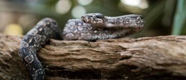 Tout savoir sur l'occamy : le serpent ailé du monde magique