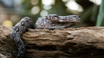 Tout savoir sur l'occamy : le serpent ailé du monde magique