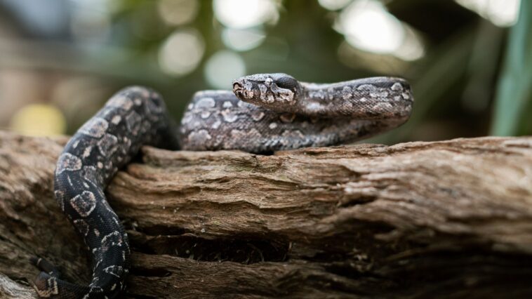 Tout savoir sur l'occamy : le serpent ailé du monde magique